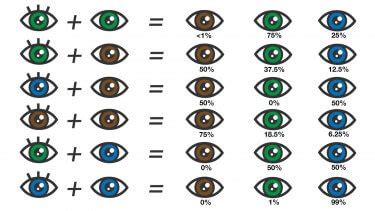 Punnett Square Calculator Eye Color