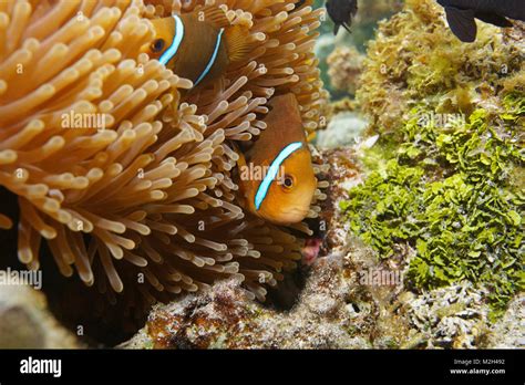 Poissons Tropicaux Orange Fin Poisson Clown Amphiprion Chrysopterus