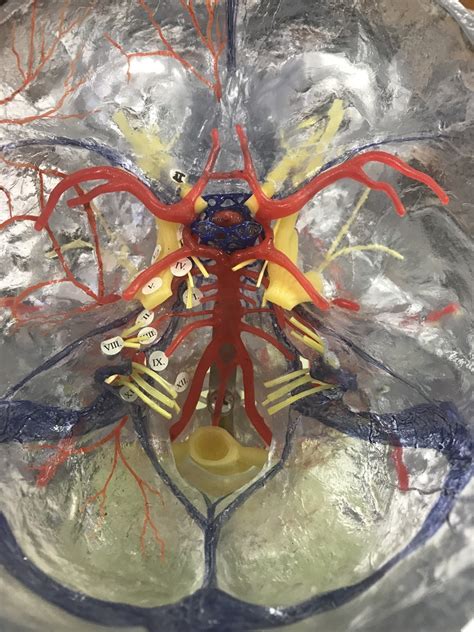 Cerebral Arterial Circle Diagram Quizlet