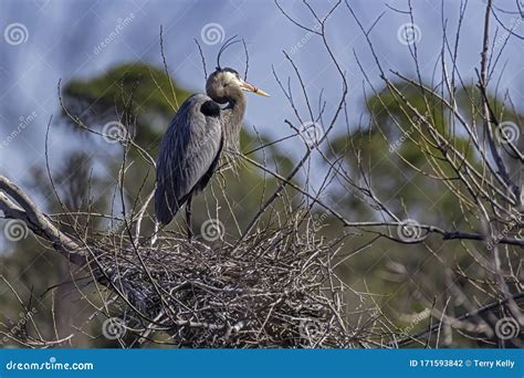 Great Blue Heron Standing On Old Nest Stock Photo Image Of Eggs