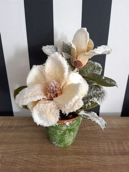 MAGNOLIA W DONICZCE OŚNIEŻONA BIAŁA ŻÓŁTA 30 cm Arena pl