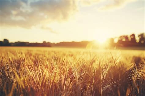 Premium Photo Golden Wheat Field At Sunset