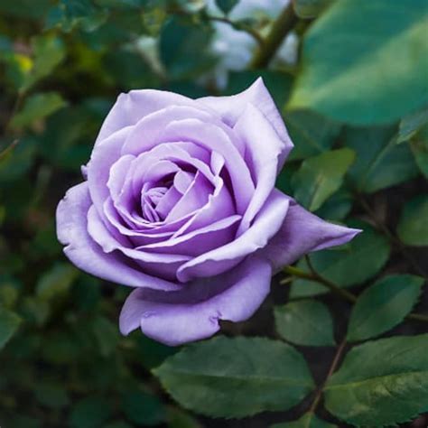 Chuxay Garden Semilla De Rosa Morada Semillas Arbusto Rosa Perenne