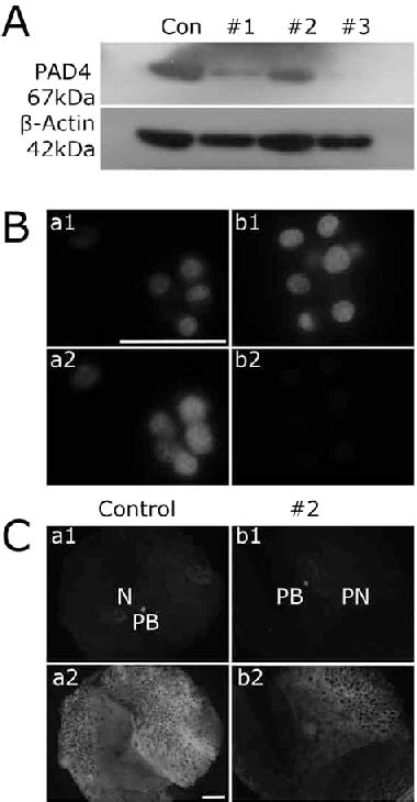 Figure 1 From Role Of Peptidylarginine Deiminase 4 PAD4 In Pig