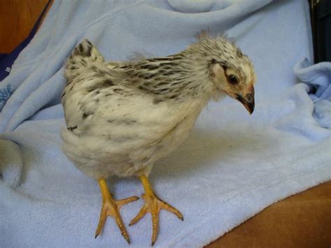 Pictures Of My Chicks At 5 Weeks Old Backyard Chickens Learn How