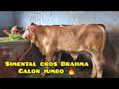 Stok Baru Pedet Super Calon Jumbo Berkualitas Youtube