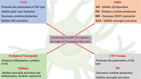 Frontiers MicroRNA 124 A Key Player In Microglia Mediated