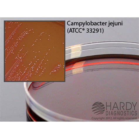 Hardy Diagnostic A139 Dry Culture Media Campy Fda Agar Plate 90 Day