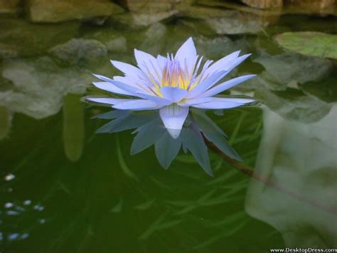 🔥 50 Water Lily Desktop Wallpapers Wallpapersafari