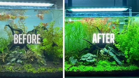 How To Make Algae Grow In Aquarium Tips And Tricks For Healthy Algae