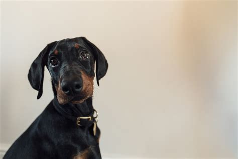 Doberman Pinscher Puppy Pictures and Facts