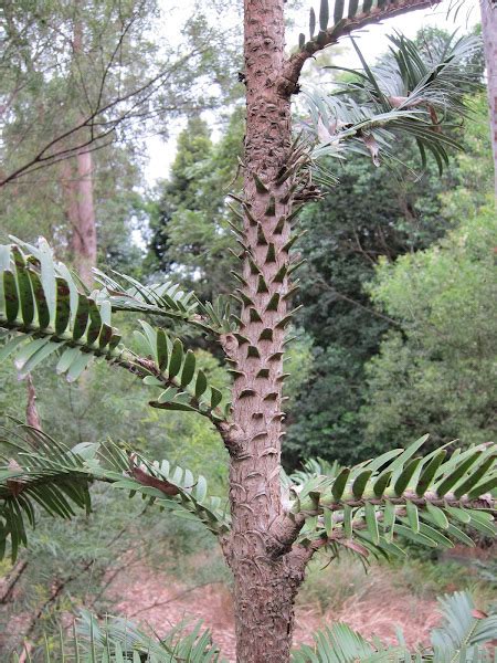 Living Fossil Wollemi Pine Project Noah