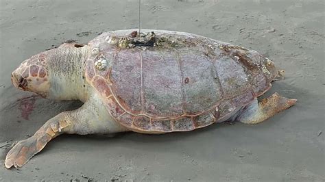 Tartaruga Gigante De Kg Encontrada Morta Em Praia Do Litoral De