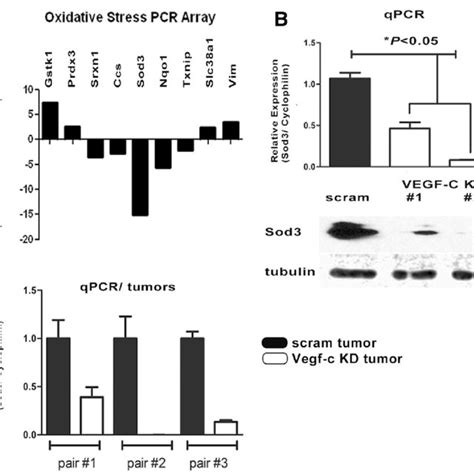 Vascular Endothelial Growth Factor C Mrna Expression In Human Breast