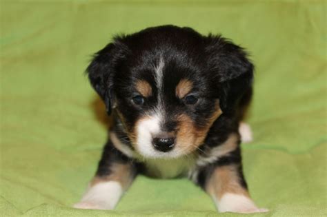 Tri Colored Australian Shepherd Puppies - BubaKids.com