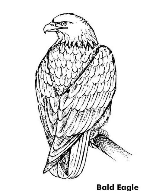 Bald Eagle From Alaska Coloring Page