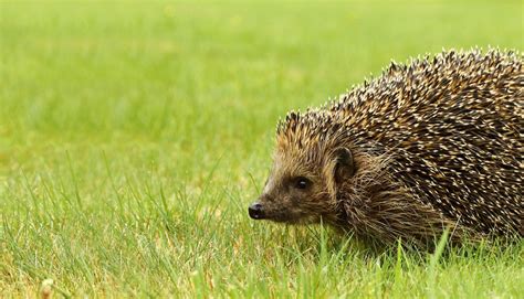 Deutsche Wildtier Stiftung Der Igel Ist Das Tier Des Jahres