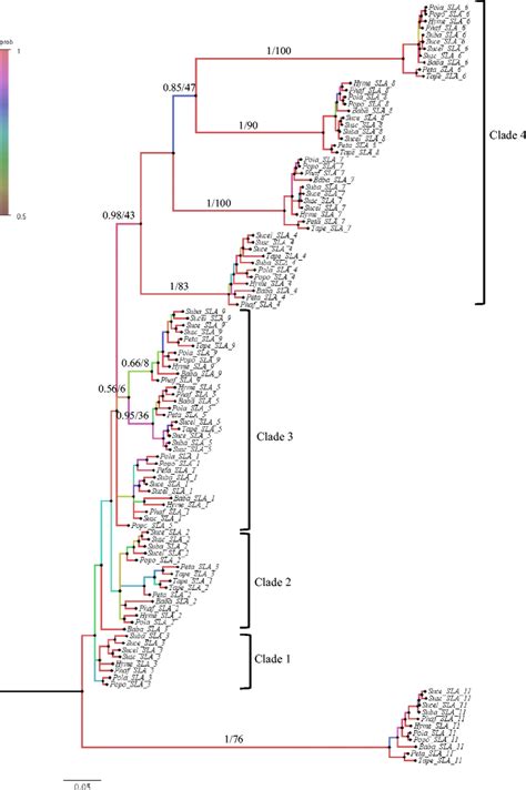 Bayesian Phylogenetic Tree Of The Classical And Non Classical Mhc Genes