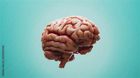 Human Brain Realistic Digital Illustration 3d Render Stock