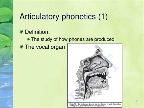 Ppt Phonetics Powerpoint Presentation Free Download Id5080321