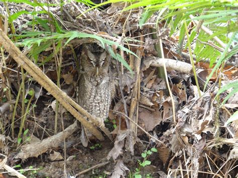 Eastern Screech Owl West Feliciana Parish La Brad Gloriosos