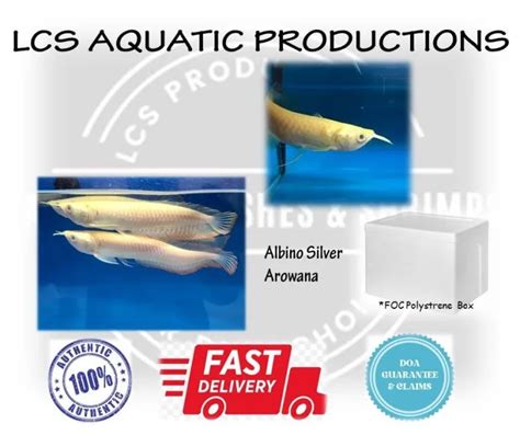 Limited Stock Albino Silver Arowana 6 7” For Aquarium Lazada