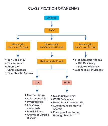 Pernicious Anemia Pathophysiology