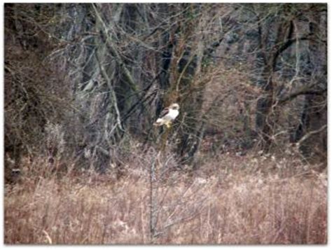 South Jersey Wildlife: Red-Tailed hawk