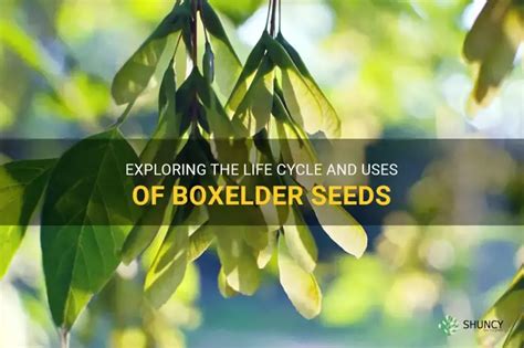 Exploring The Life Cycle And Uses Of Boxelder Seeds Shuncy