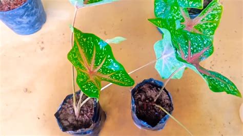 How To Propagate Caladium A Step By Step Guide Plantparadiso