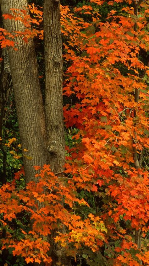 Types Of Sugar Maple Trees Booymyweb