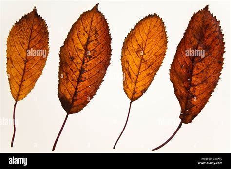 Wild Cherry Tree Autumn Prunus Avium Fotos Und Bildmaterial In Hoher