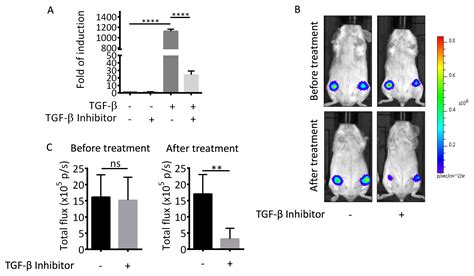 Live Cell Imaging Of The Tgf Smad Signaling Pathway In Vitro And