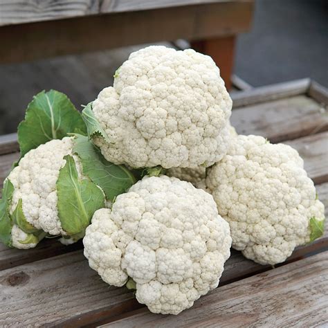 Odysseus Cauliflower Organic Territorial Seed