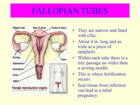 Female Reproductive System Ppt Download