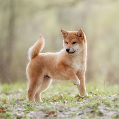 Le Shiba Inu Caract Re Ducation Et Prix