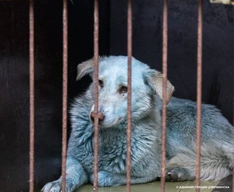 Stray Bright Blue Dogs Spotted Near Russian Shuttered Chemical Factory