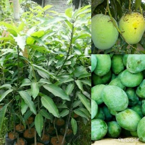 Jual Bibit Tanaman Mangga Madu Anggur Di Lapak Yuna Gevanda Bibit