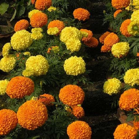 African Marigold Seeds Sugar And Spice Flower Seeds In Packets And Bulk Eden Brothers