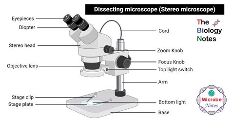 Compound Microscope Labeled