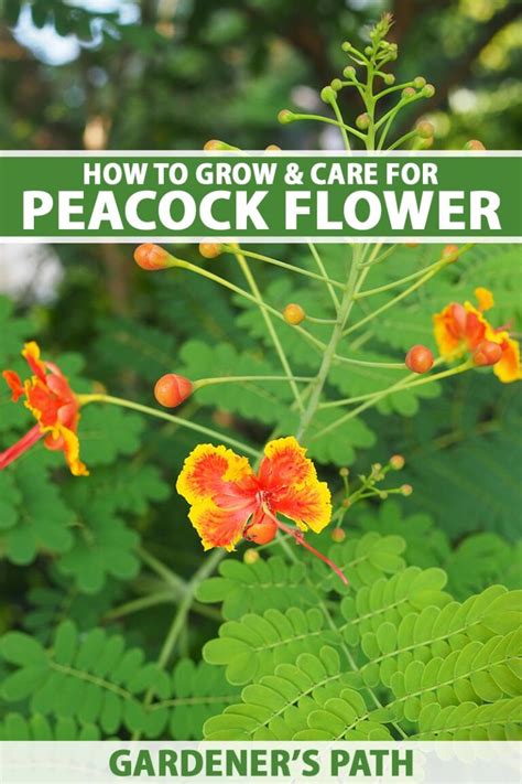 How To Grow And Care For Peacock Flowers Gardeners Path