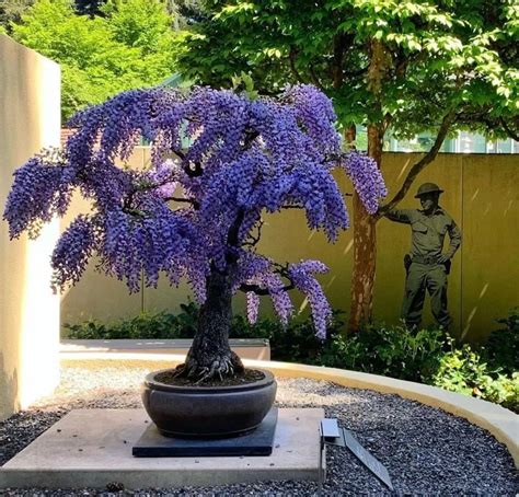 Purple Rain Wisteria Bonsai Seeds, Fast Growing, Amazing Color, Best ...