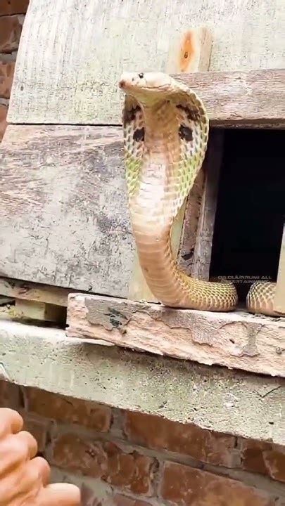 ওরে বাবা কত বড় সাপ 🐍 Oh Father What A Big Snake Youtube