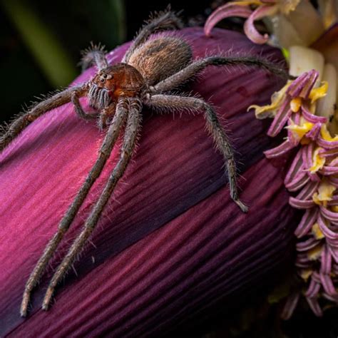 O Que Se Sabe Acerca Da Aranha Teia De Funil