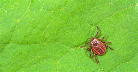 8 Natural Ways To Get Rid Of Ticks In Your Yard Garden Beds