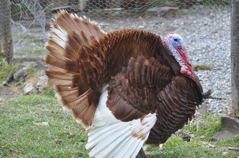 Mainely Ewes Farm Bourbon Red Turkeys