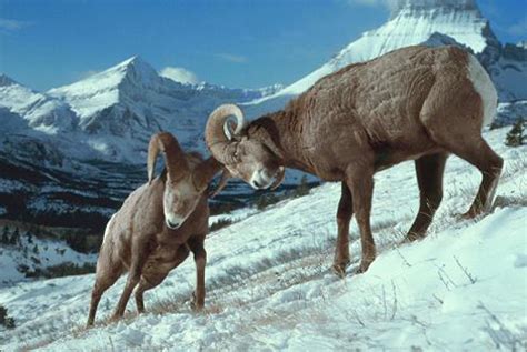 Sound Gallery - Bighorn sheep ramming heads - Natural Sounds (U.S. National Park Service)