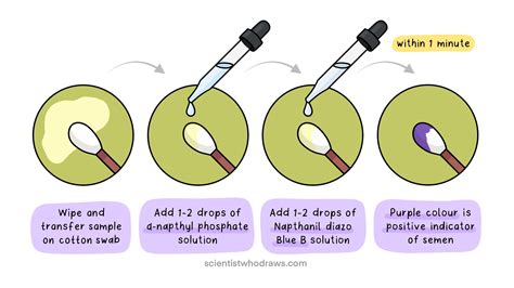 Preliminary Tests For Semen — Scientist Who Draws