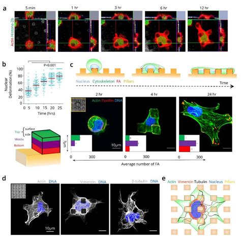 Nuclear Deformation Involves Focal Adhesions Chromatin And