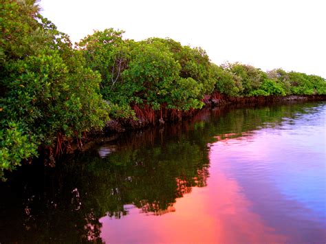 Summer Sunset Florida Mangroves Summer Sunset Mangrove Florida